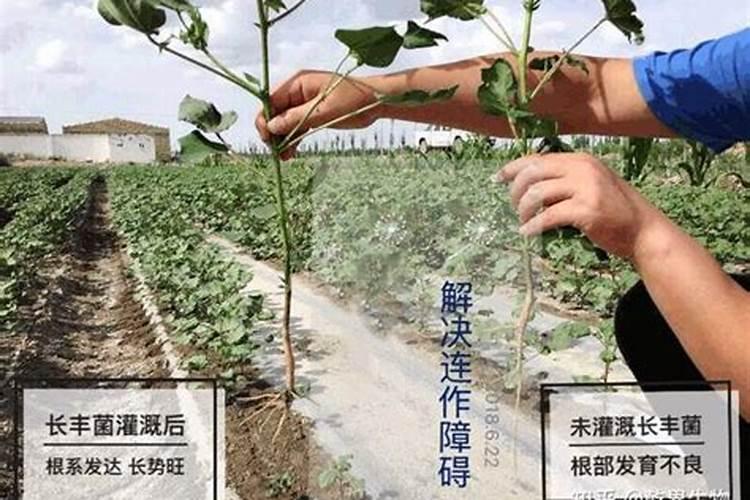 草莓重茬有好的土壤杀菌剂吗？
