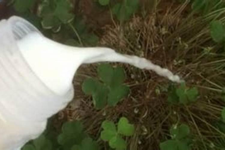 花生叶面肥用什么高产 什么时候施肥好