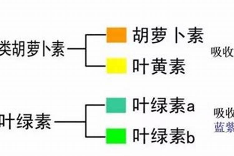 菠菜含什么元素最高