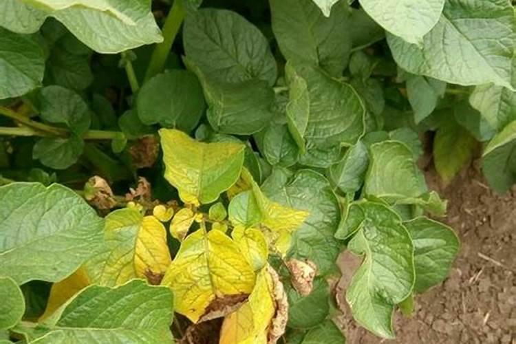 金土地葡萄专用肥:结合国内外最新生物科技的新型液体有机复合肥