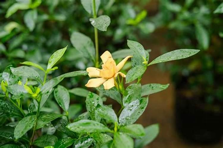 如何给栀子花施肥