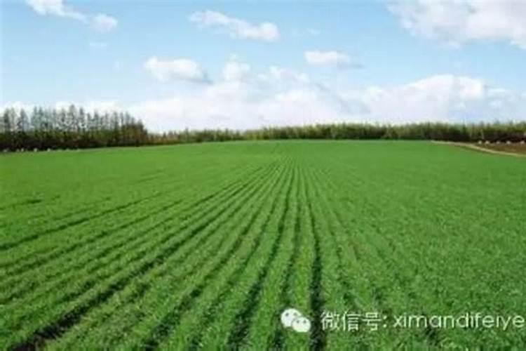 水果树用什么肥料长出的水果才会超甜极甜而大个