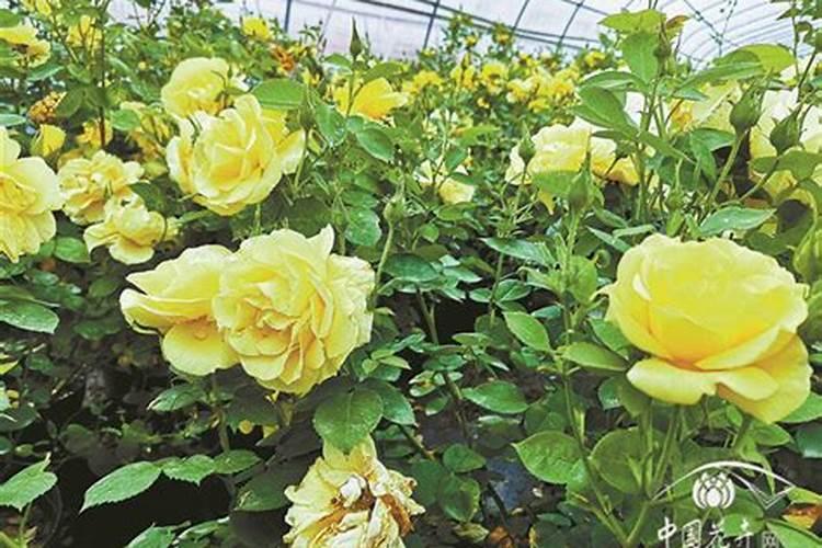 月季开花时能施肥吗