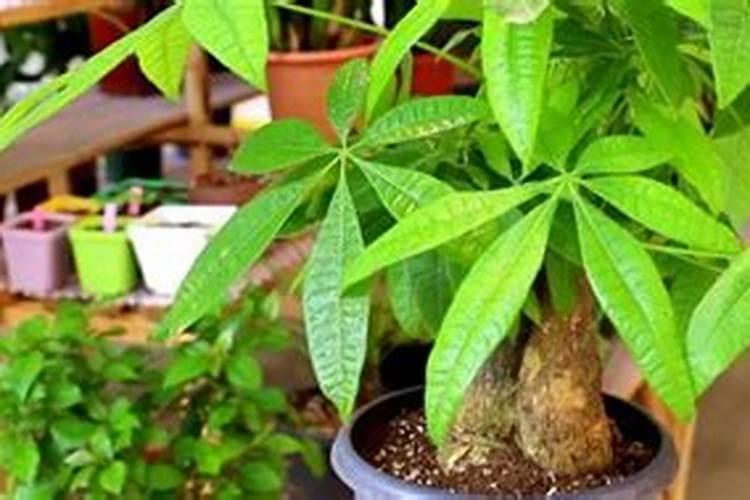 发财树刚刚移植能施肥吗？