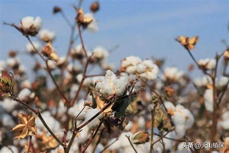 当前棉花叶面施肥怎么样追加