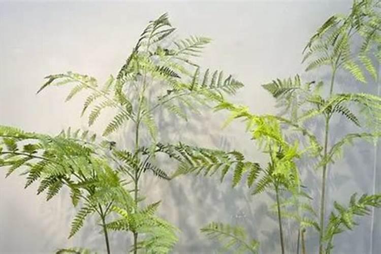 金丝猴蕨的种植方法和注意事项是什么？