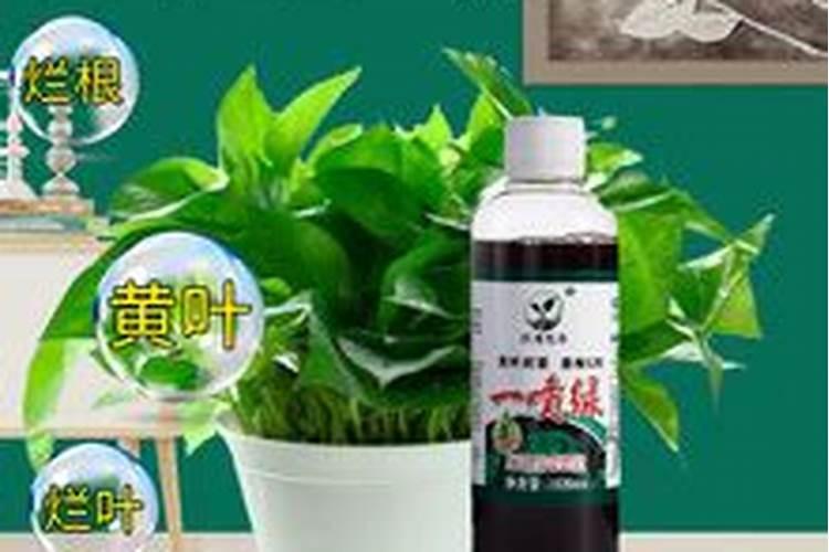 沈阳荒山绿化种植植物有哪些？