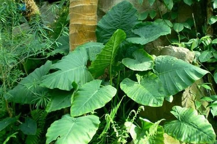 芋头用什么肥料最好