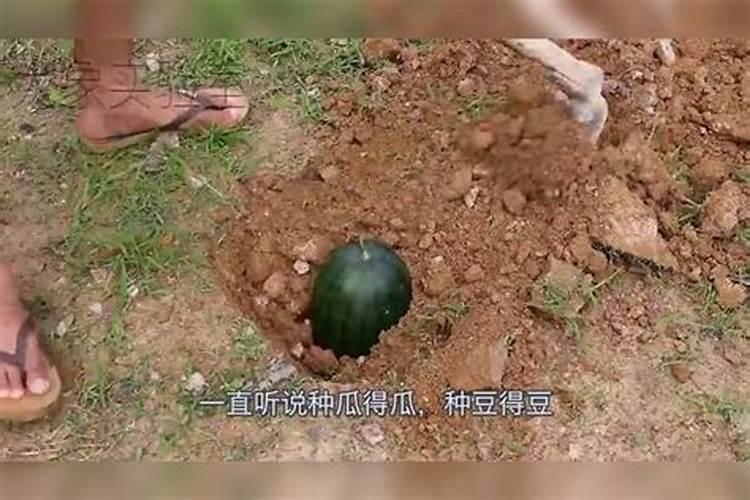 菜叶直接埋土里沤肥需要多久？