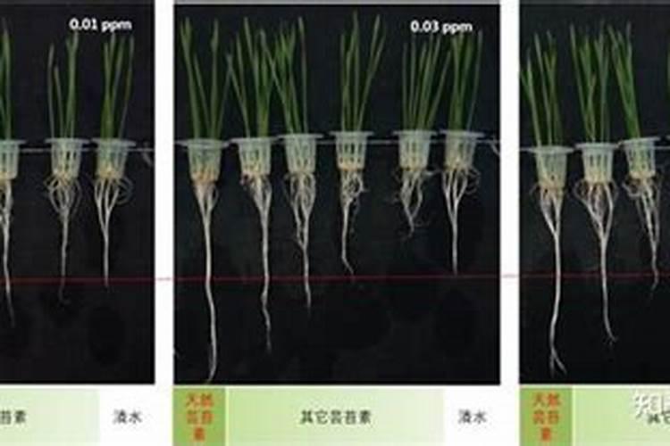芸苔素的作用和使用方法 芸苔素如何分辨真假