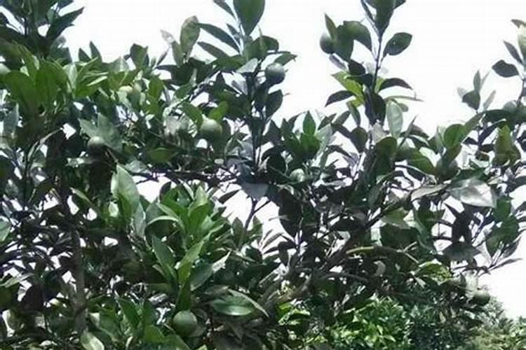 油茶开花时期应该喷何种叶面肥？