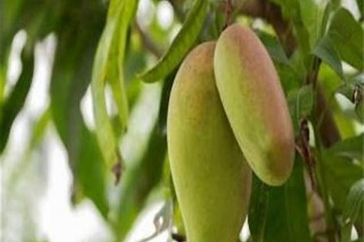 芒果的营养特性与需肥规律是什么？