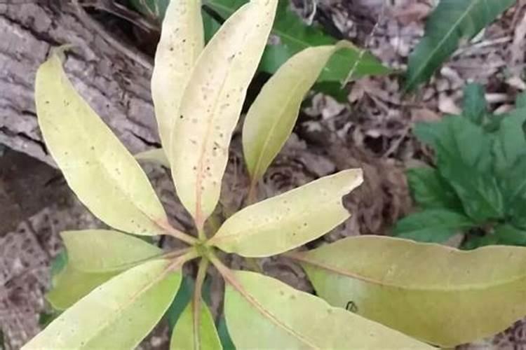 芒果树的需肥特点是什么吗？