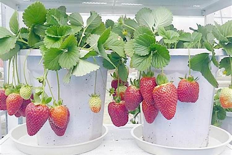种草莓用什么肥料好 种草莓应该用什么肥料