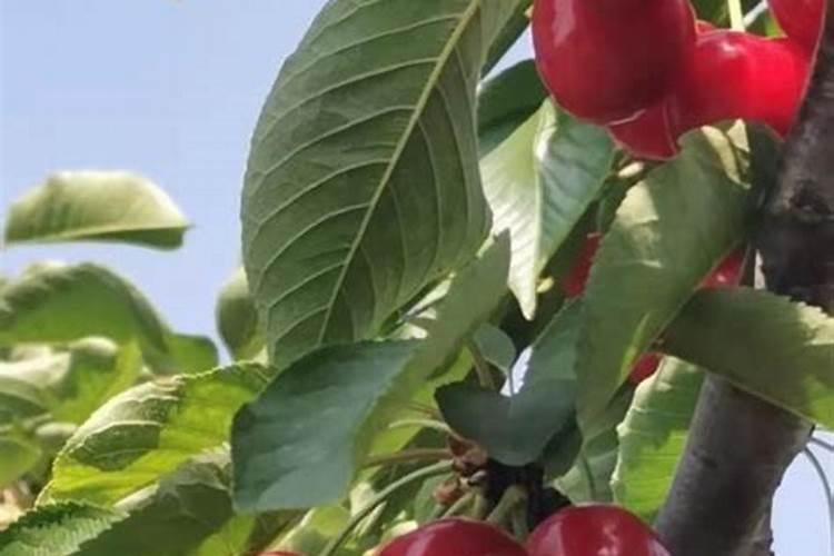 家里栽的樱桃树,简单管理方法？