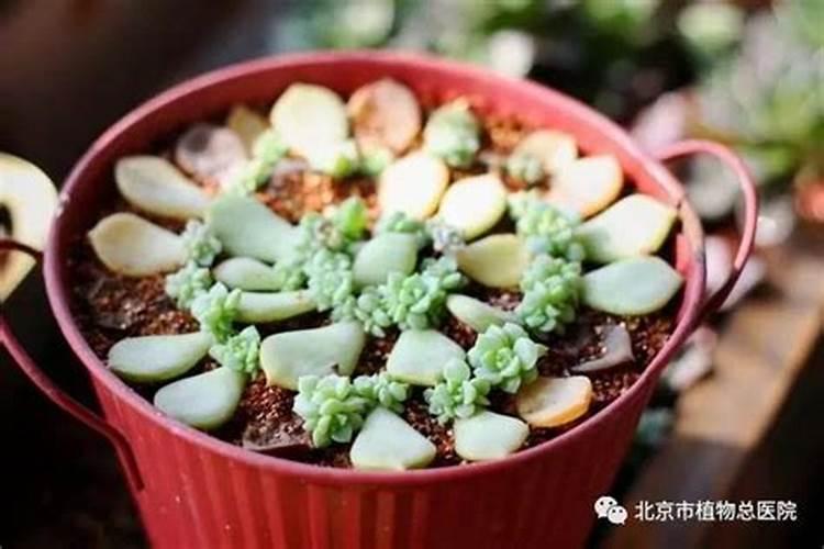 多肉叶插如何配土