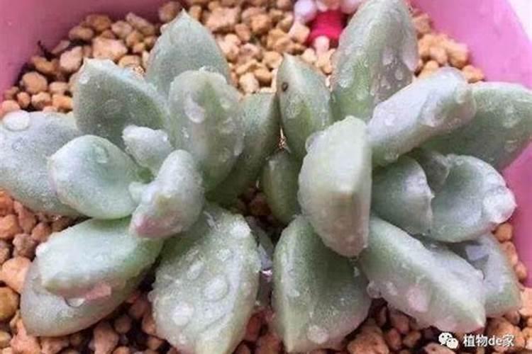 多肉叶插苗可以浇尿素吗？