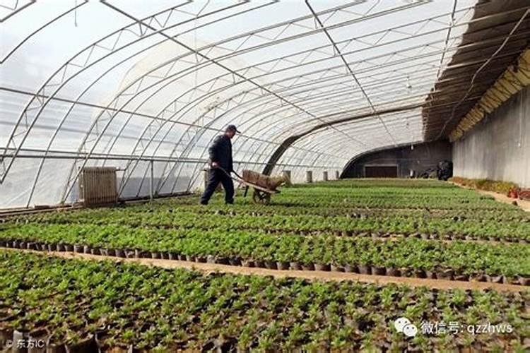 冬季大棚西红柿种植20天可以打叶面肥吗