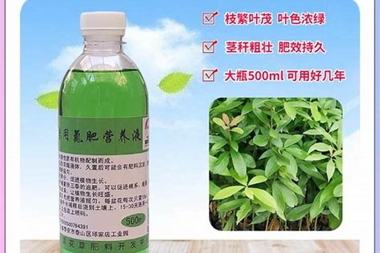 金丝楠木一年浇几次钾肥？