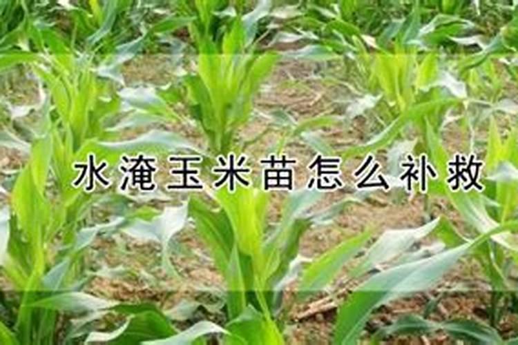 玉米水涝发黄喷什么叶面肥