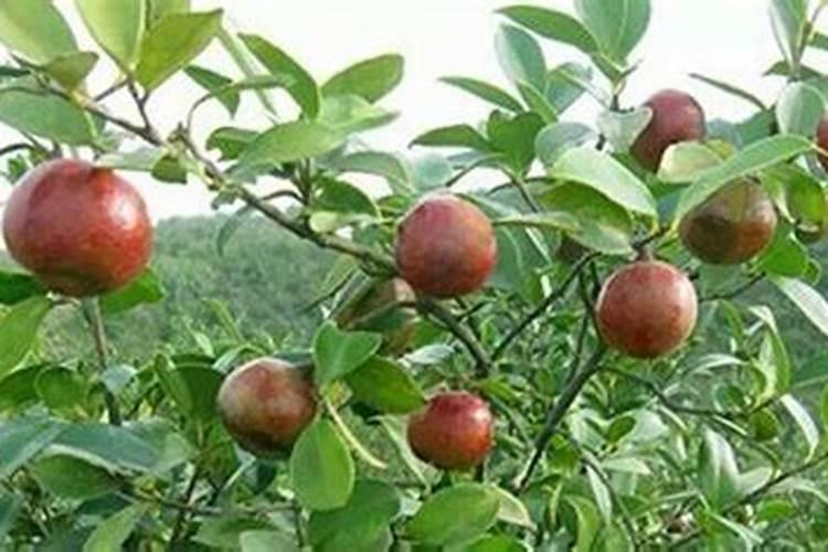 紫阳富硒茶多少钱一斤