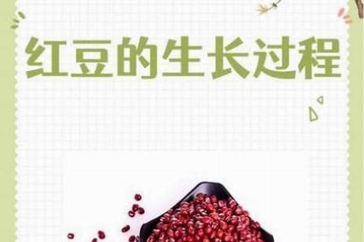 红小豆用钾肥可以吗