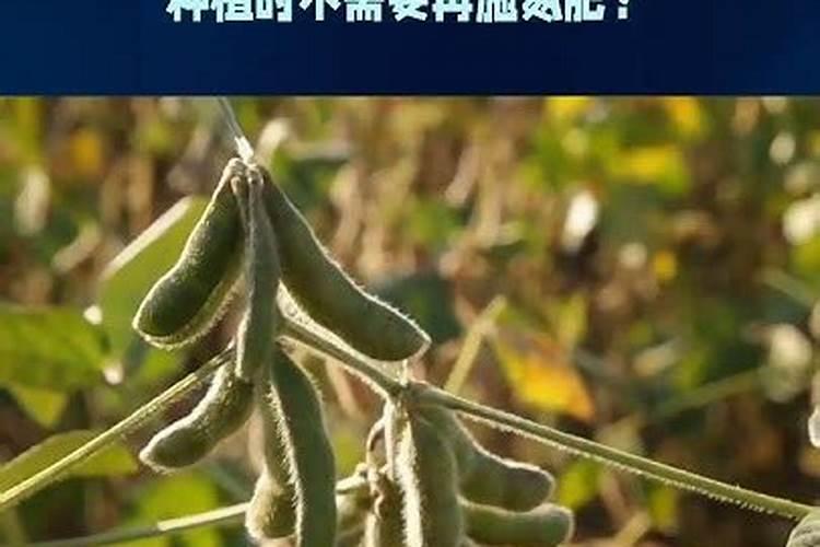 兰灵王对兰花有用吗？
