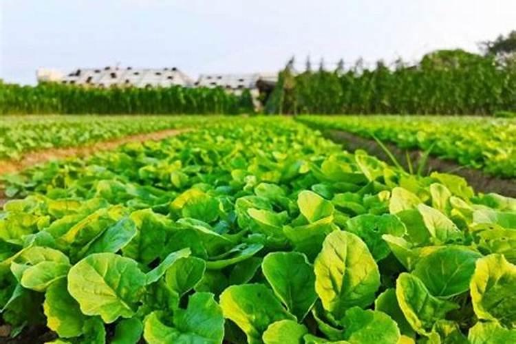 化肥起到的作用