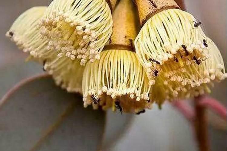 怎么防治植物青枯病？