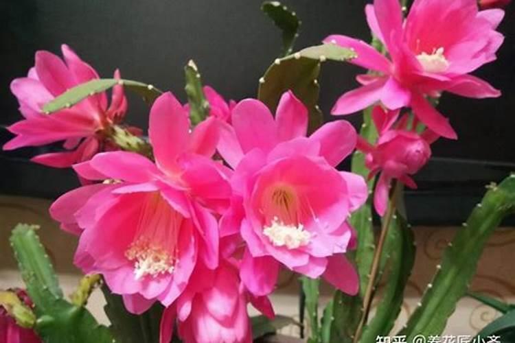 令箭荷花几月份长花苞