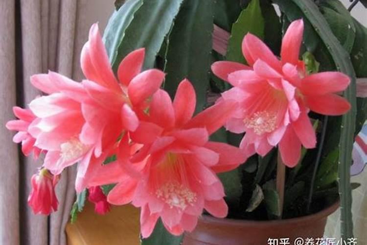 令箭荷花的施肥方法,附用什么肥合适