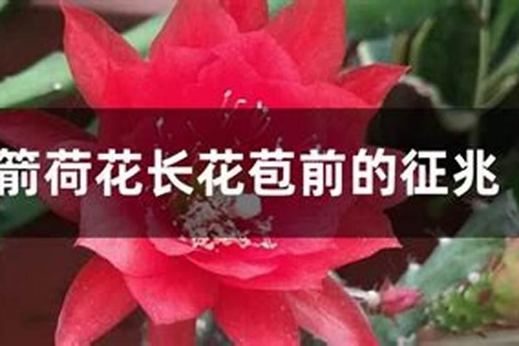 令箭荷花上什么样的肥