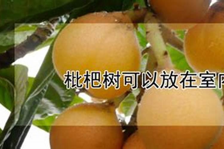 枇杷树用什么肥料最好