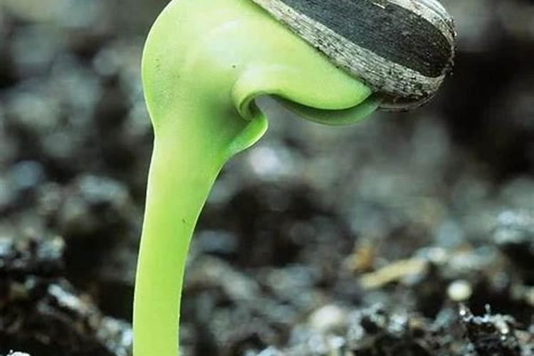 花种下多久可以施肥