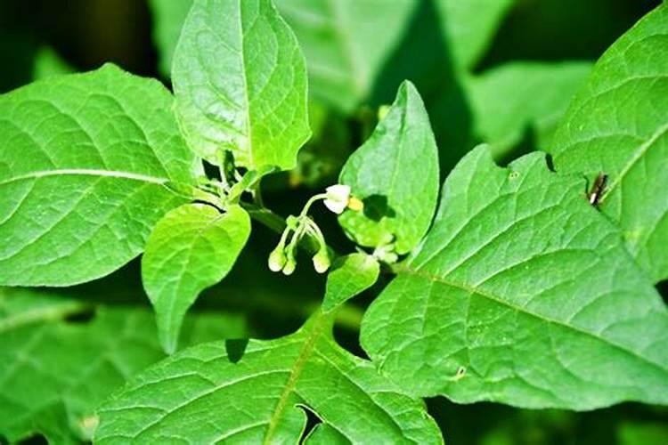 白花菜子种植方法
