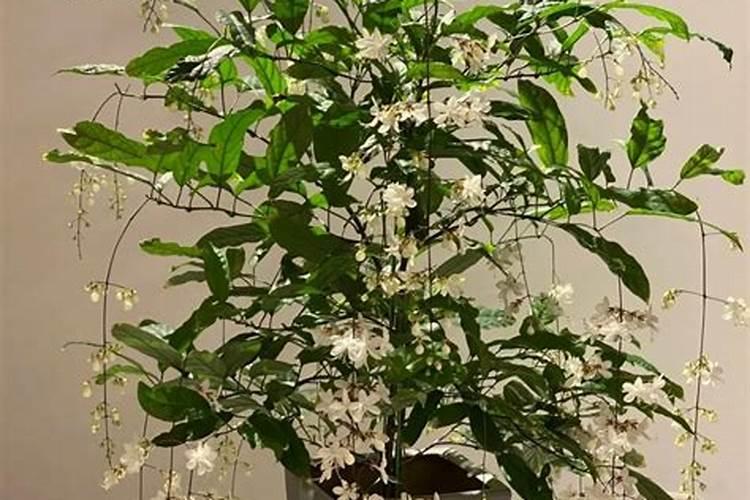 垂丝茉莉可以在庭院地栽吗？