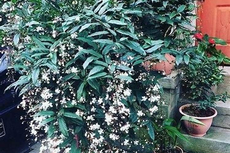 垂丝茉莉可以在庭院地栽吗？