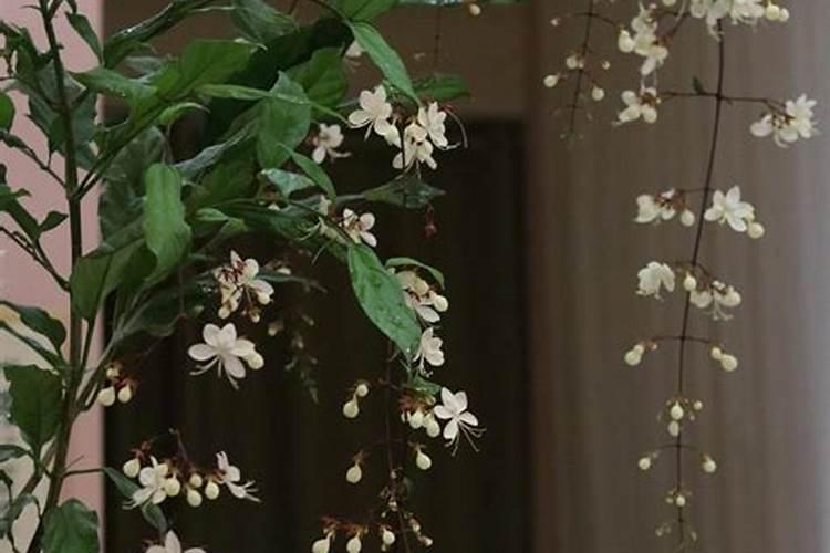 垂丝茉莉香不香