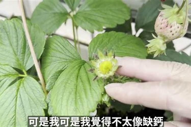 草莓果实白化是什么原因,该怎么办？