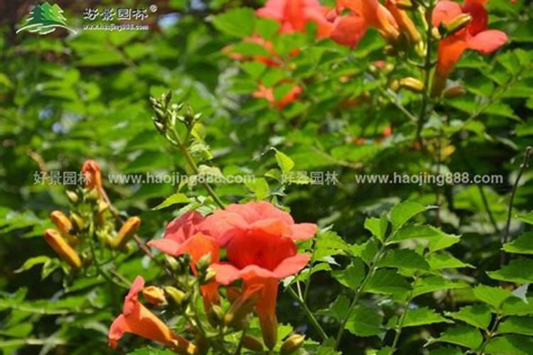 凌霄花怎么施肥