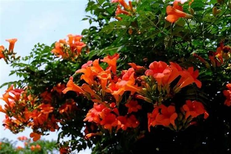 凌霄花怎么施肥