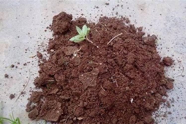 麻子炒熟了,能给君子兰做花肥用吗