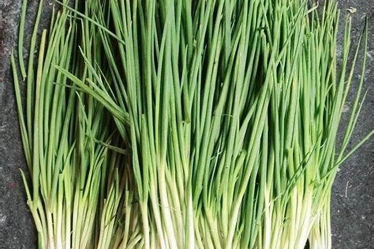 种植香葱防病施肥用什么好？香葱霜霉病的症状和预防方法