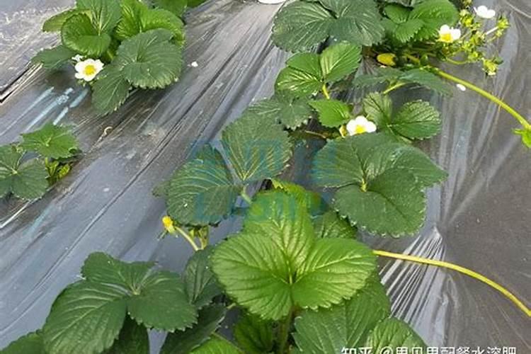 双色茉莉的浇水方法