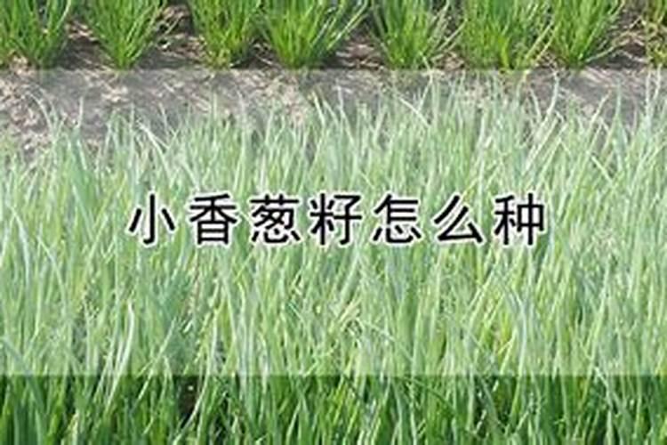 种香葱用什么肥料最好