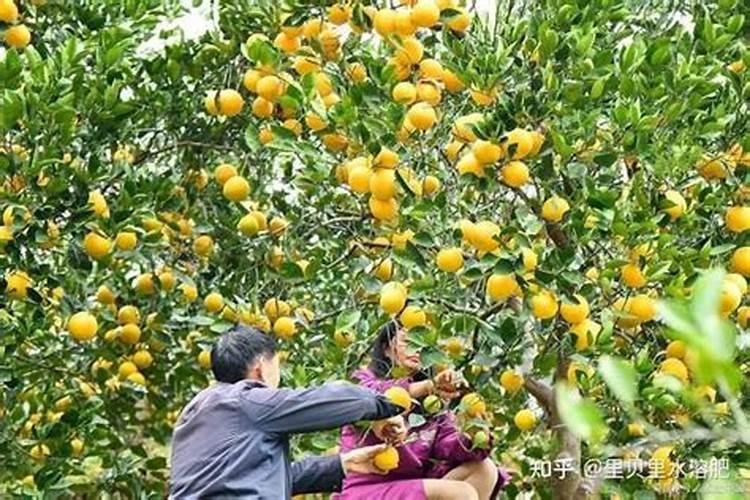 硼砂如何配制肥柑橘吸呚收效果好？
