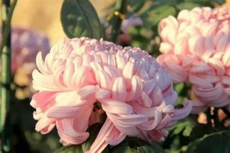 菊花开花期间怎么浇水和施肥