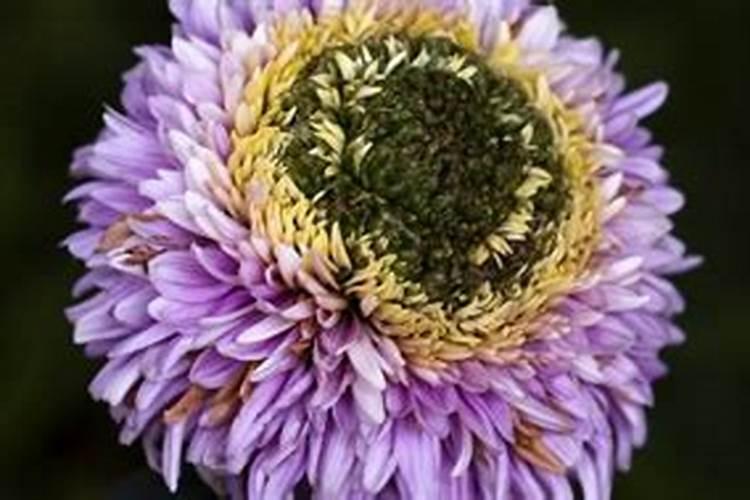 如何养菊花又矮又壮