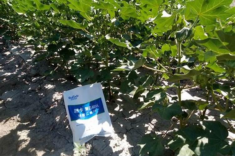 水溶肥使用时注意事项、方法与用量？