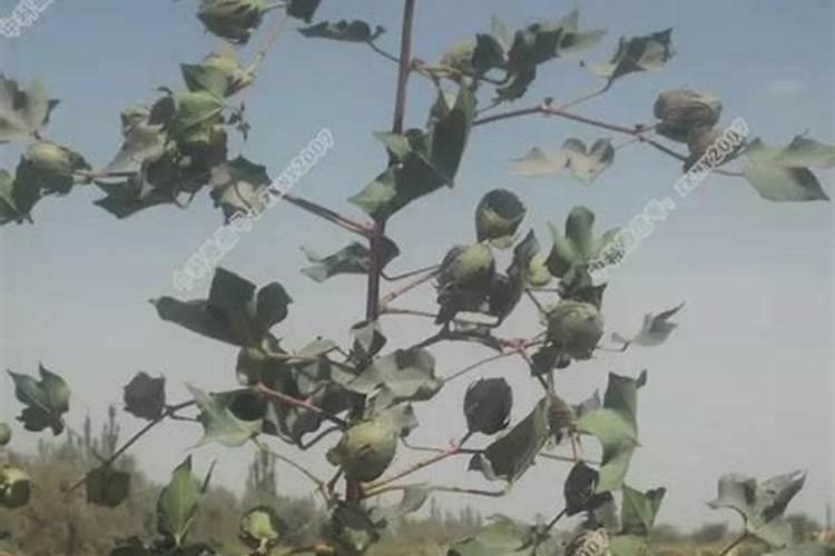 如何正确选择棉花叶面肥？施用肥料时需要注意什么？